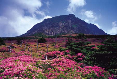 Situated in the heart of Jeju Island, Mount Hallasan 1,950 meters is 