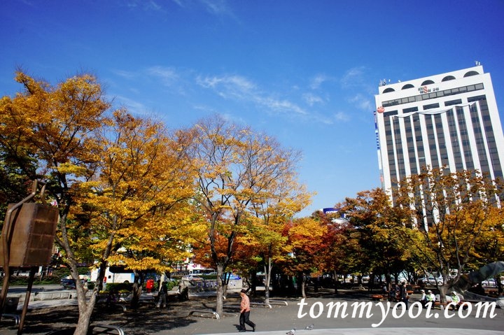 Fall foliage Busan – Tommy Ooi Travel Guide