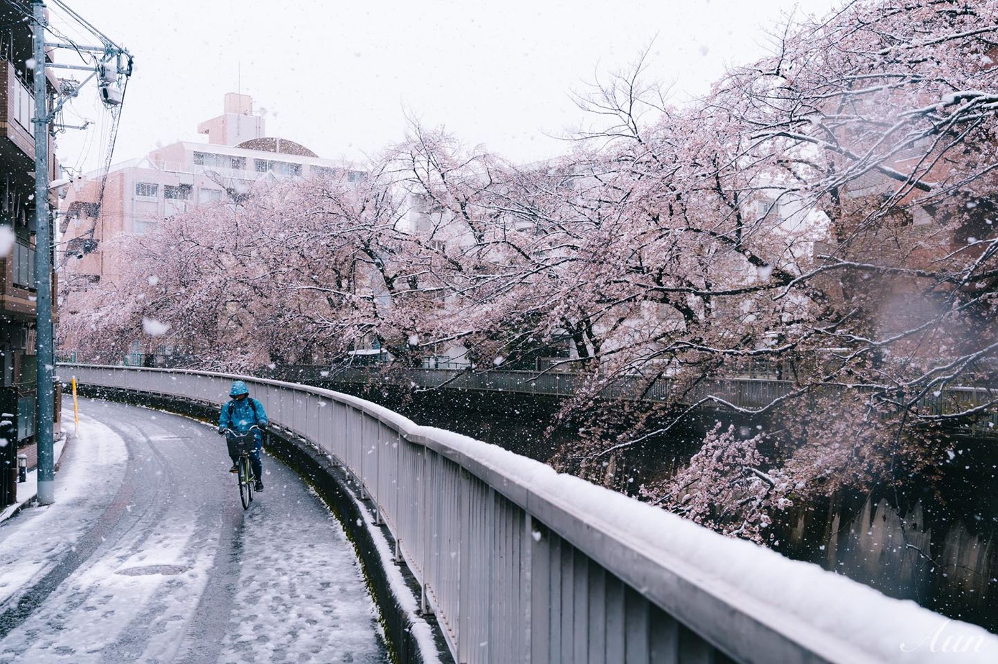 Once In 32 Years Phenomenon! Dreamy Cherry Blossom With Snow In Tokyo ...